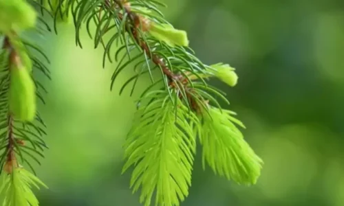 Miód spadziowy iglasty – naturalna tarcza odpornościowa